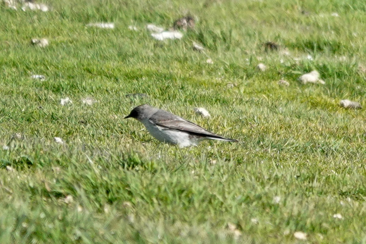 Темнолицая дормилона - ML645232644