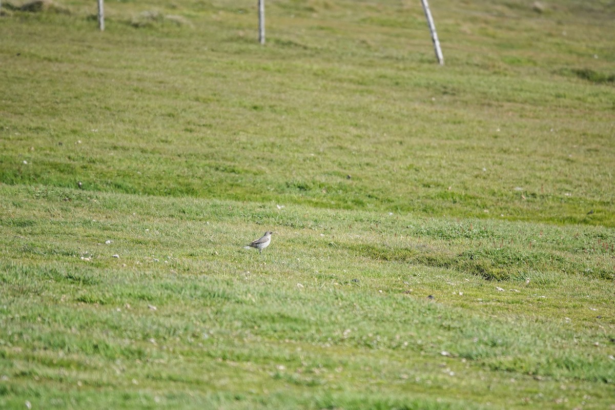 Dormilon bistré - ML645232645