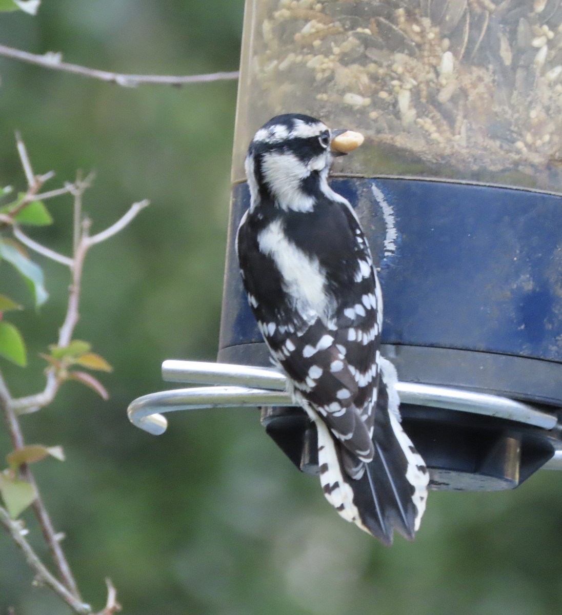 Пушистый дятел - ML645232649