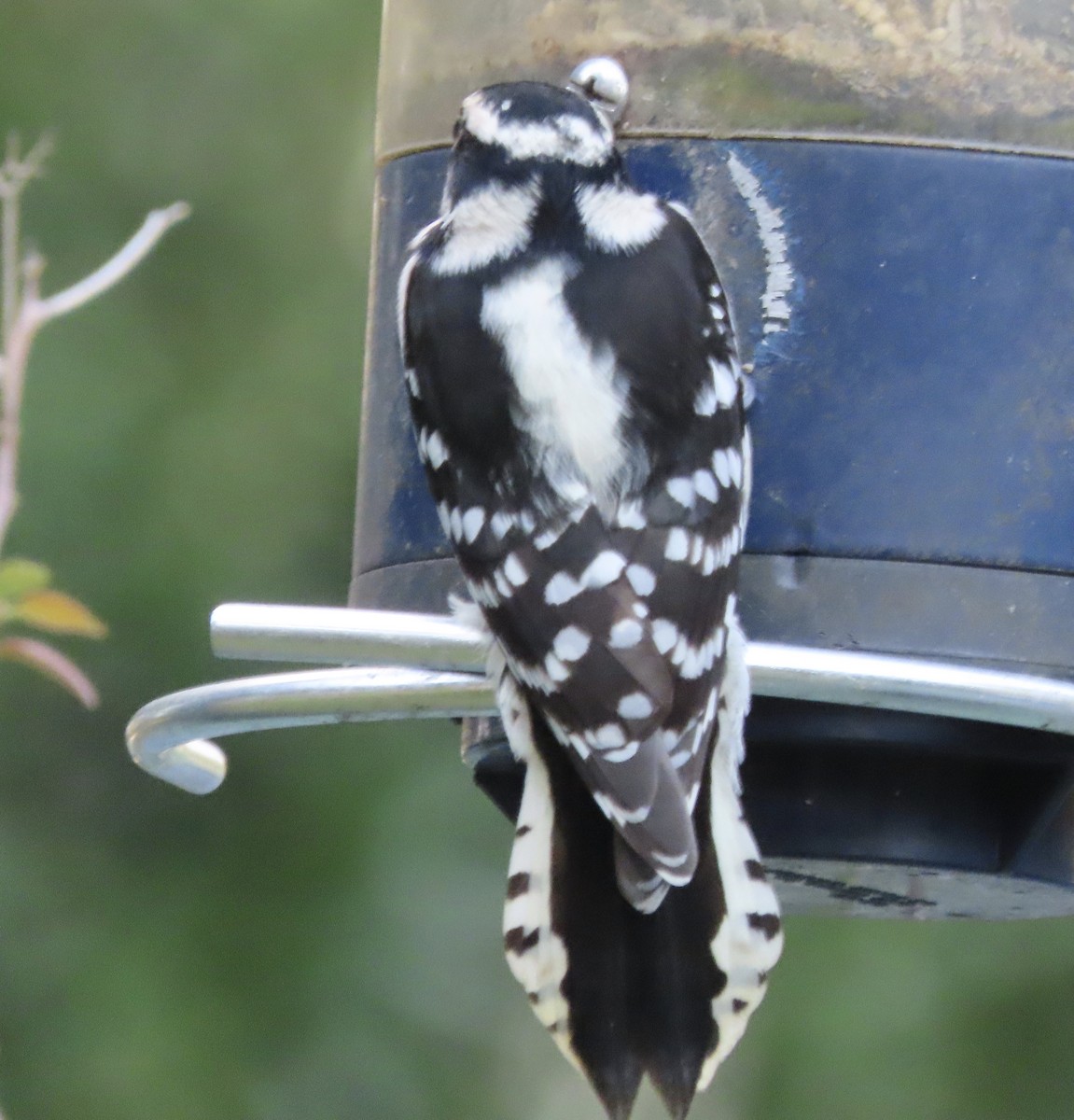 Пушистый дятел - ML645232650