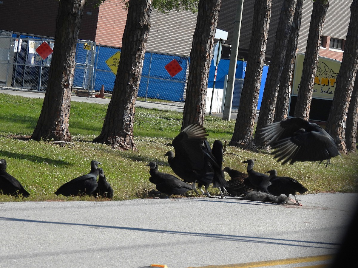 Чёрная катарта - ML645232654