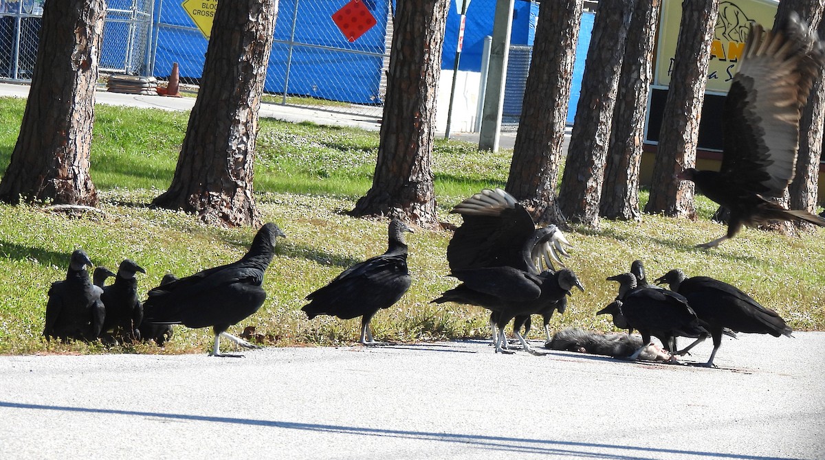 Чёрная катарта - ML645232678