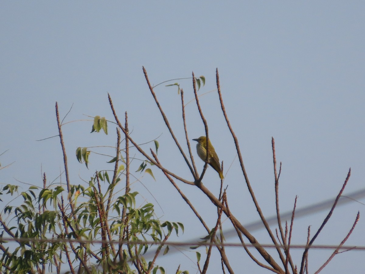 Indian Golden Oriole - ML645232692