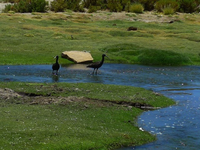 Puna Ibis - ML645232697