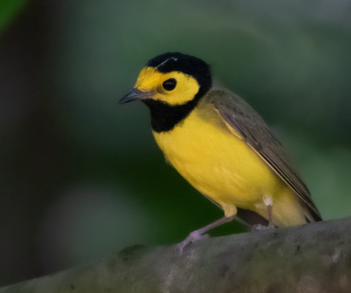 Болотянка чорногорла - ML645232703