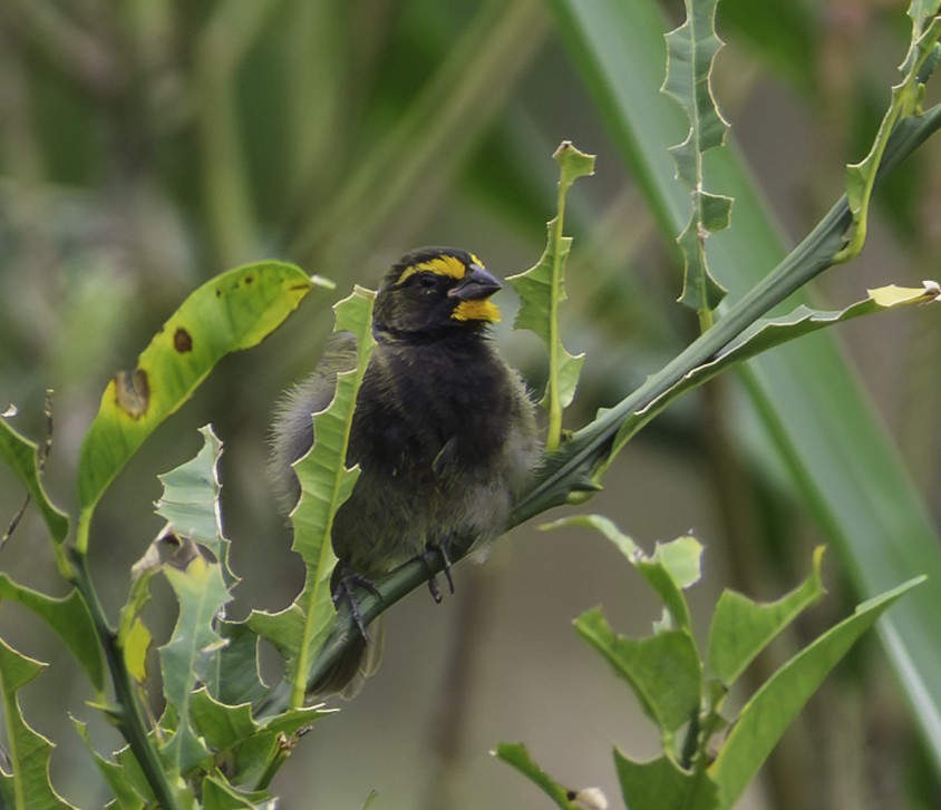 Yellow-faced Grassquit - ML645232713