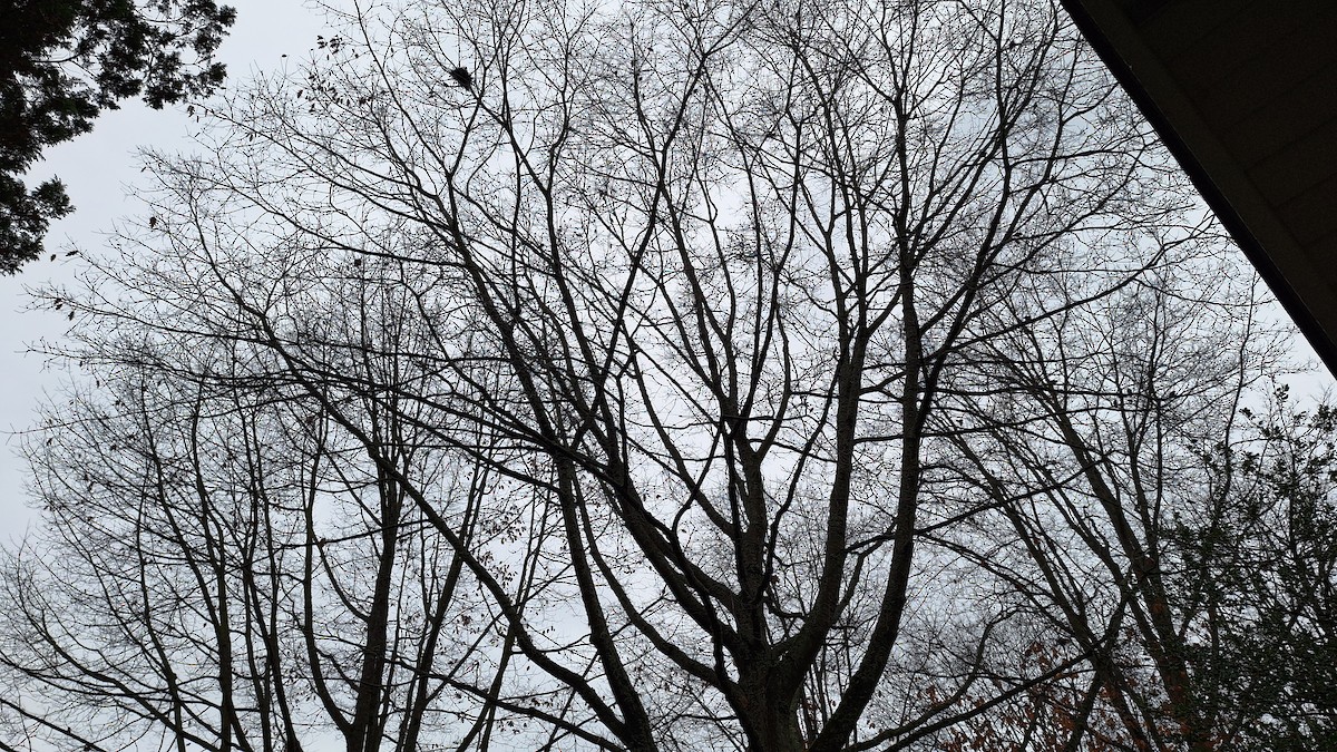 Arabazozo pikarta - ML645232791