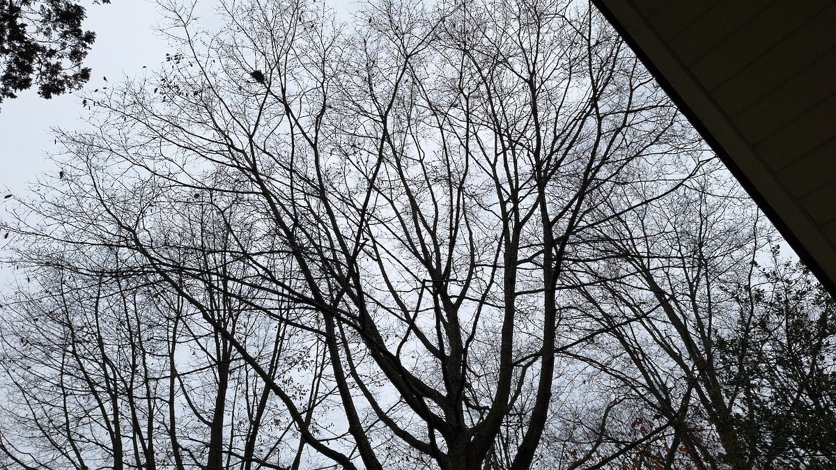 Arabazozo pikarta - ML645232792