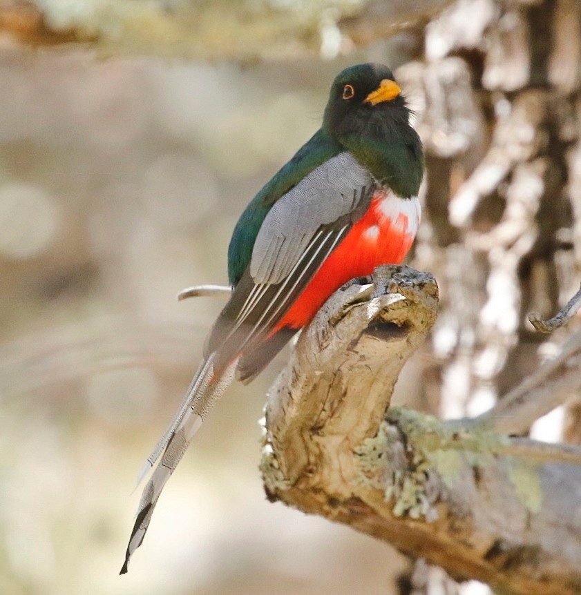 trogon měděnoocasý - ML645232811