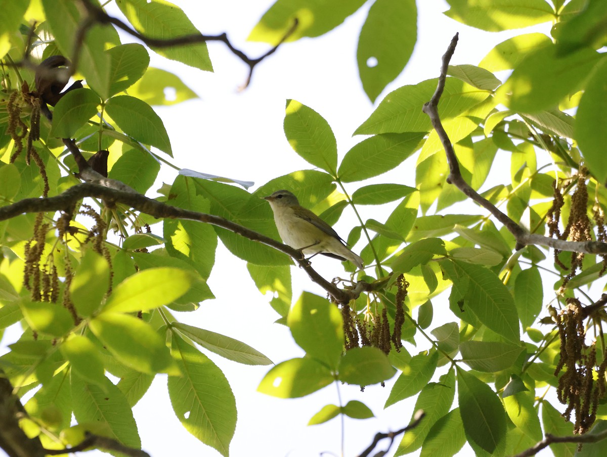 Tennessee Warbler - ML645232829