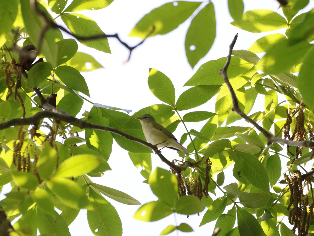 Tennessee Warbler - ML645232830