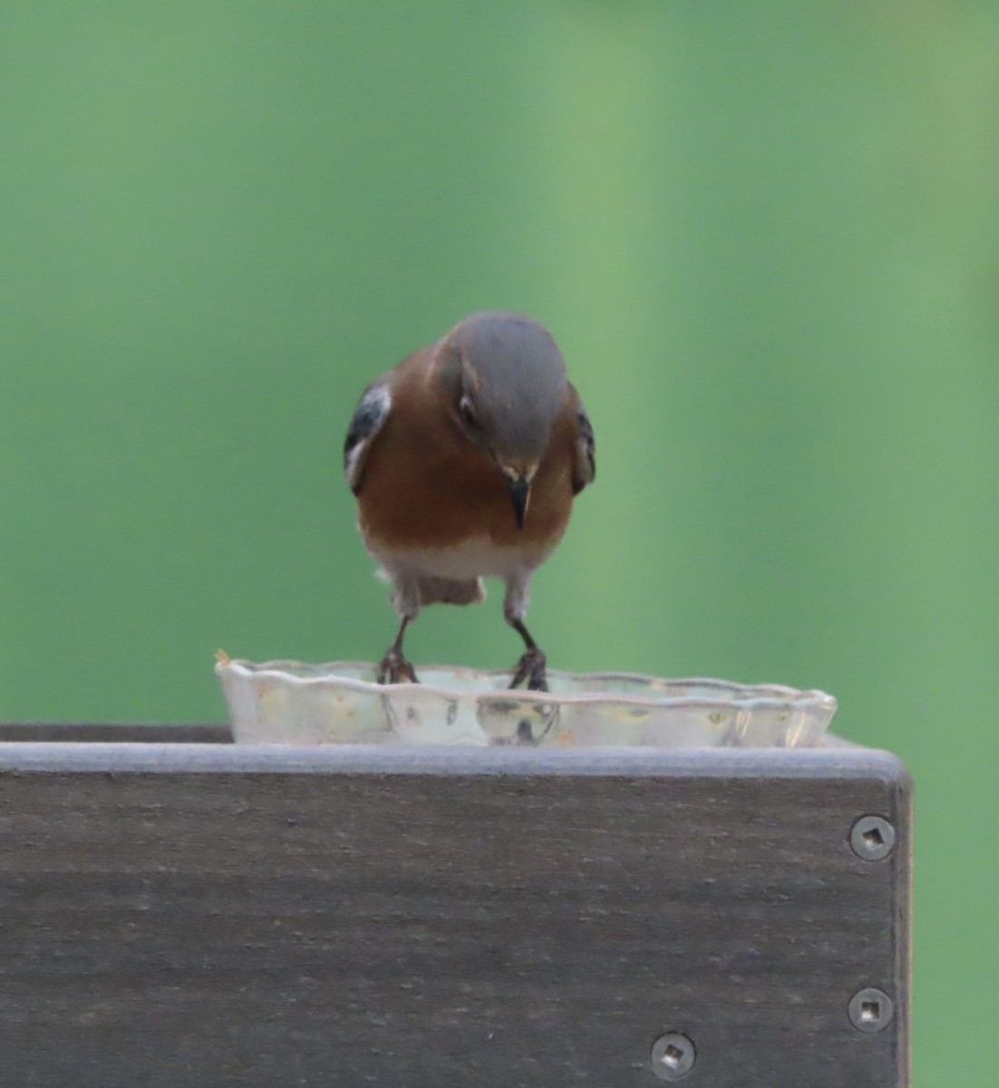 Блакитник східний - ML645232840