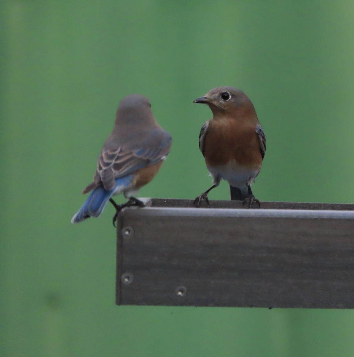 Блакитник східний - ML645232841