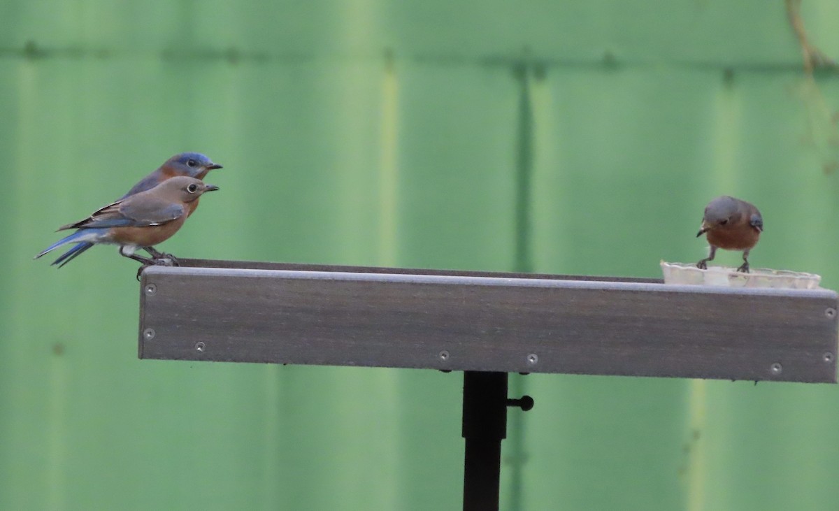 Блакитник східний - ML645232842