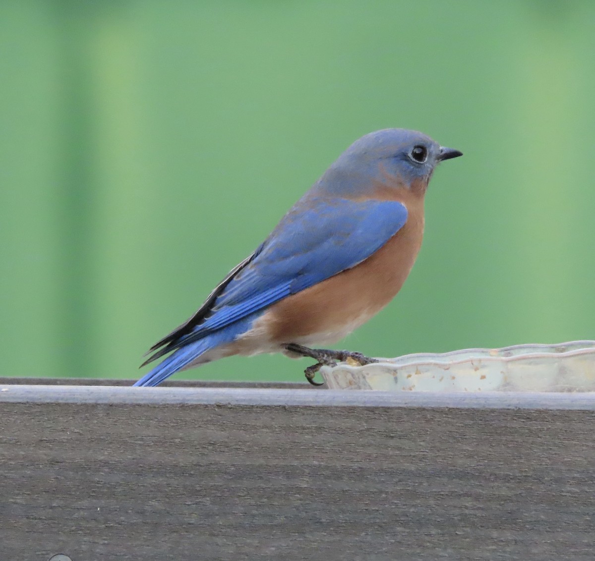 Блакитник східний - ML645232843