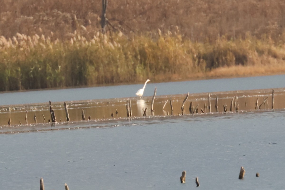 volavka bílá - ML645232857