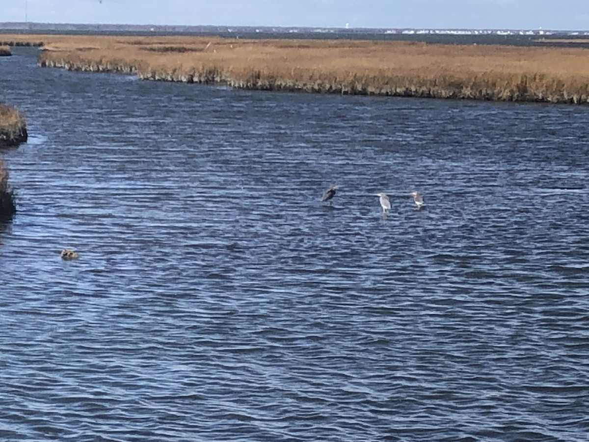 Tricolored Heron - ML645232859
