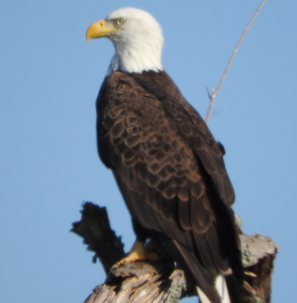 ハクトウワシ - ML645232860