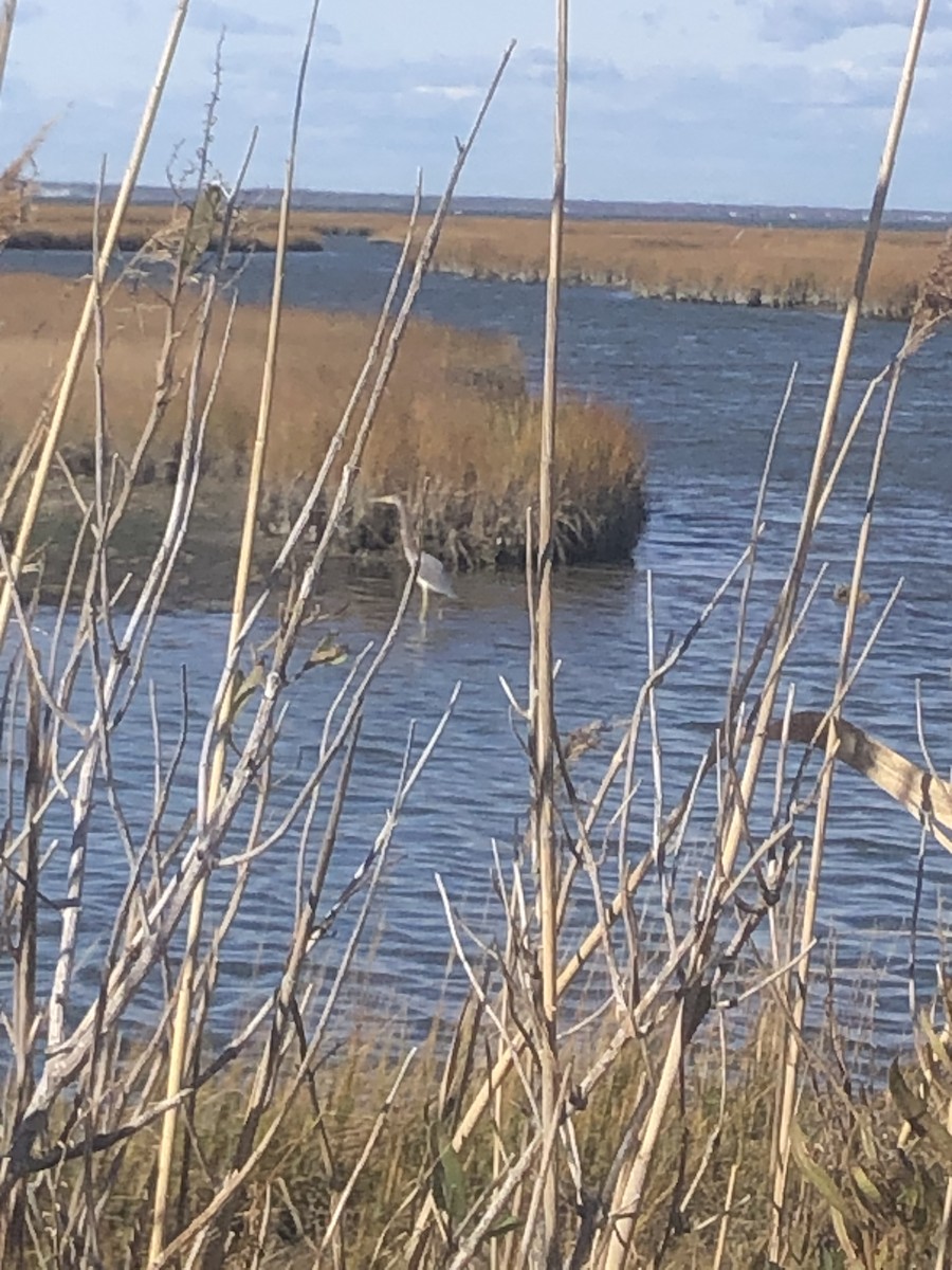 Tricolored Heron - ML645232867