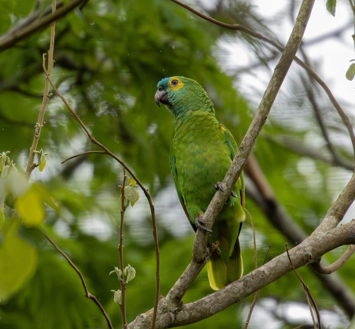 Turquoise-fronted Amazon - ML645232869