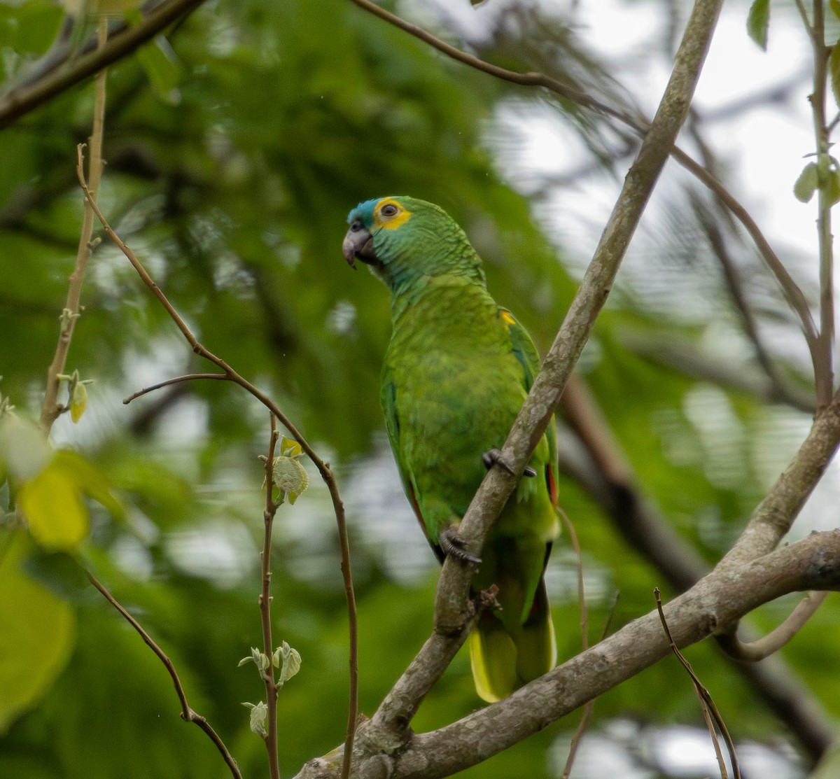 Turquoise-fronted Amazon - ML645232870