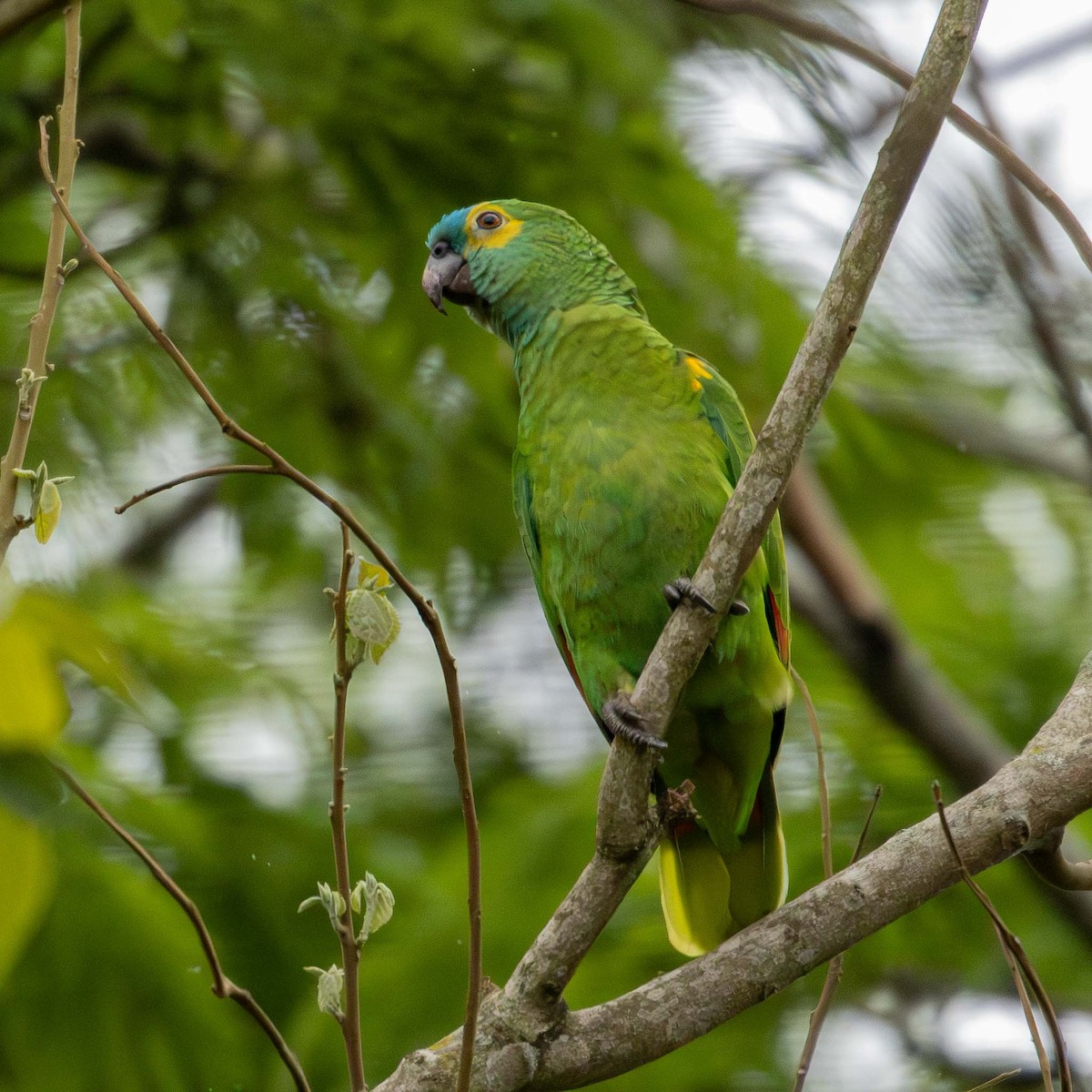 Turquoise-fronted Amazon - ML645232872