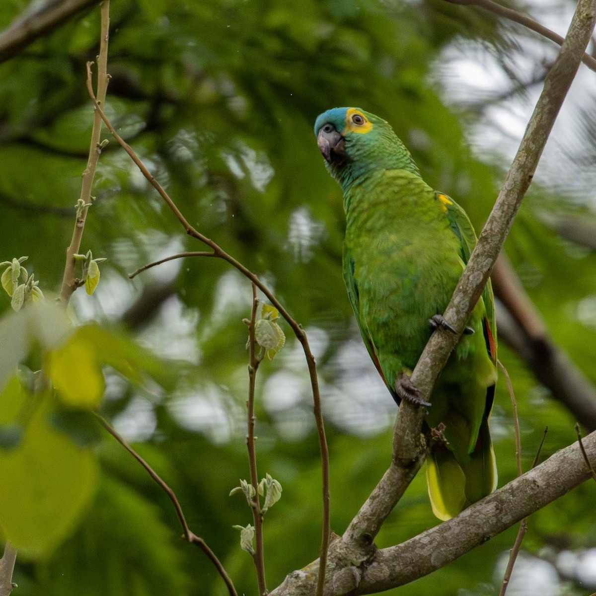 Turquoise-fronted Amazon - ML645232873