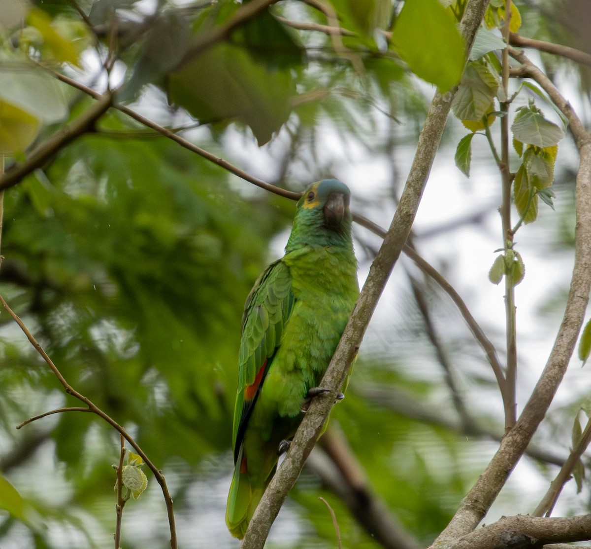 Turquoise-fronted Amazon - ML645232874