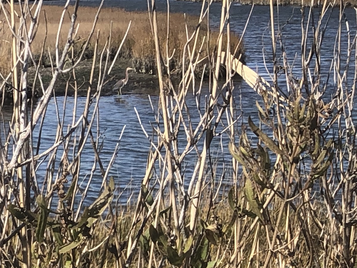 Tricolored Heron - ML645232877