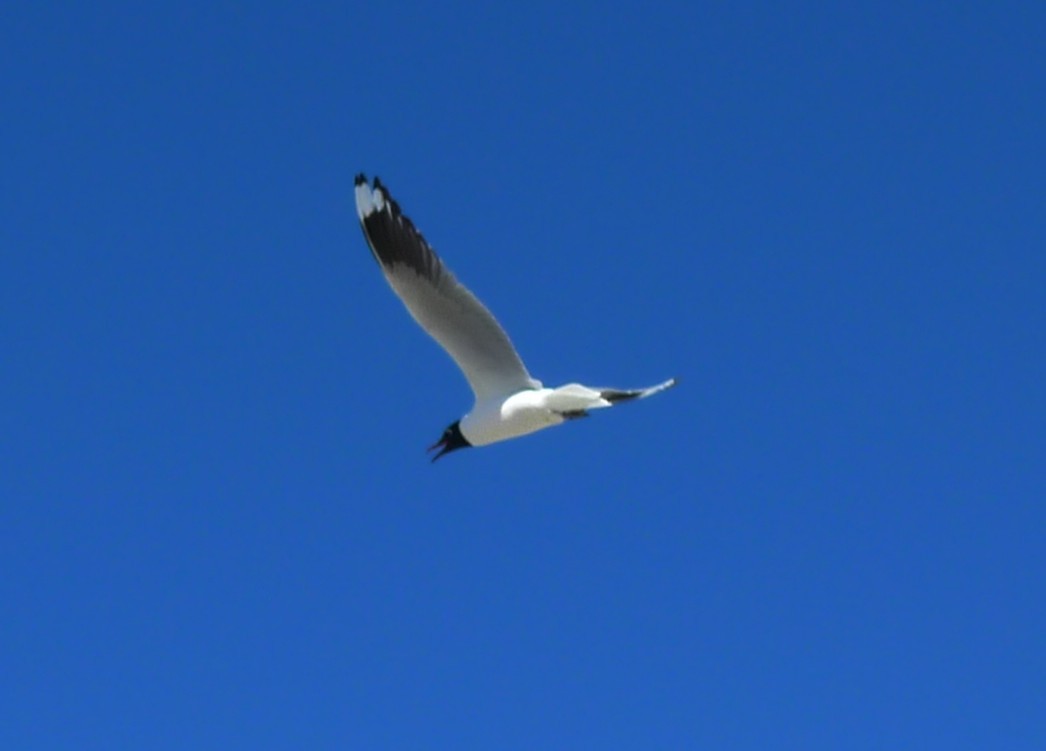 Andean Gull - ML645232880