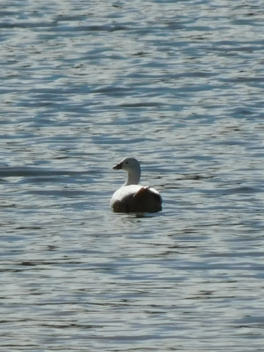 Ross's Goose - ML645232894