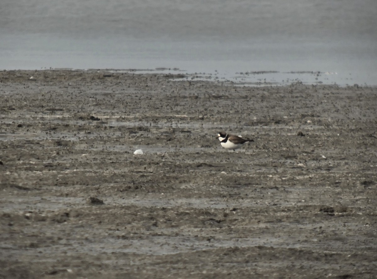 Semipalmated Plover - ML645232895