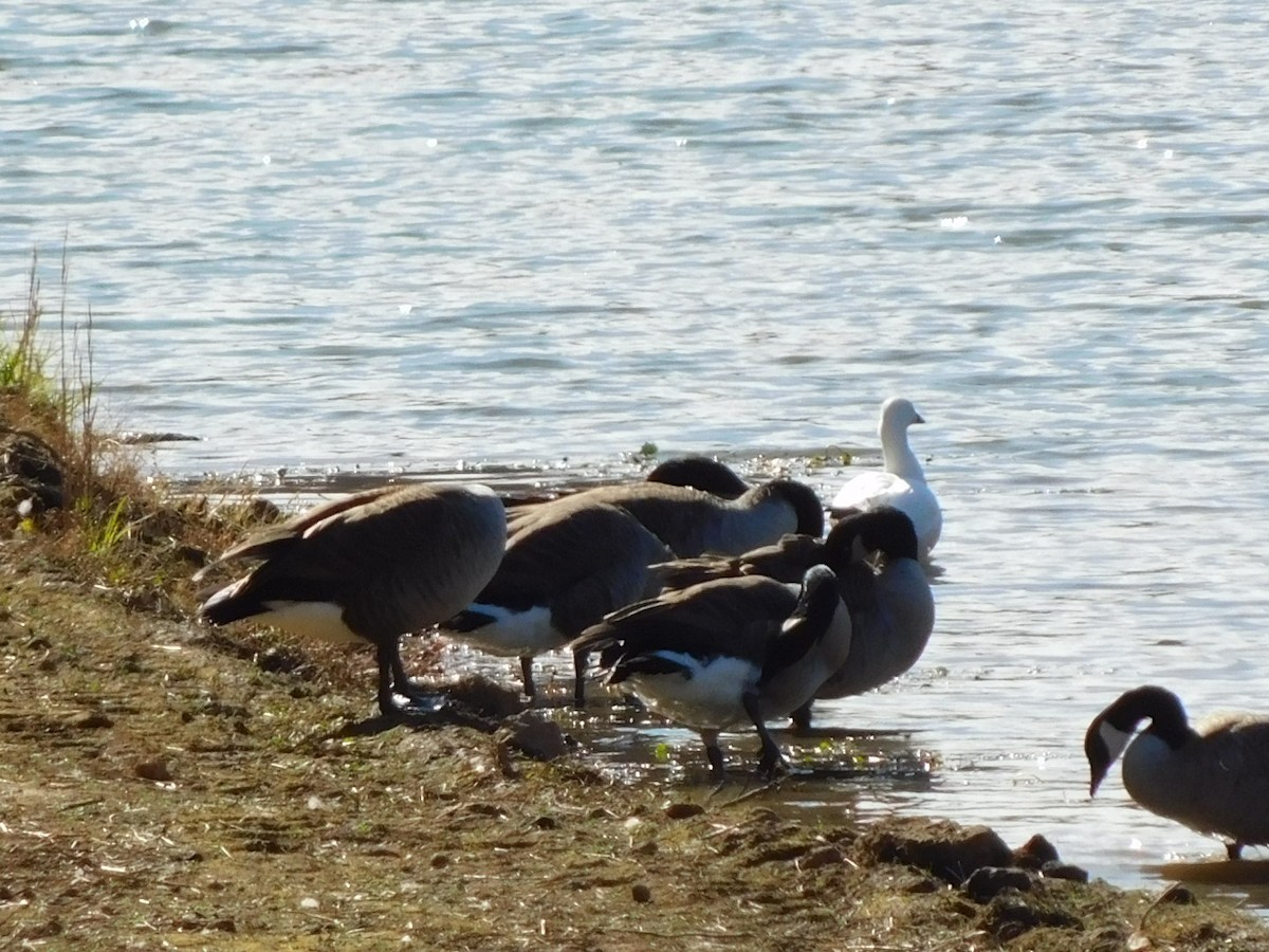 Ross's Goose - ML645232911
