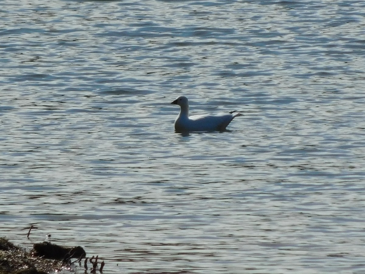 Ross's Goose - ML645232912