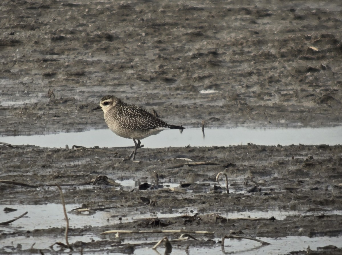 American Golden-Plover - ML645232919