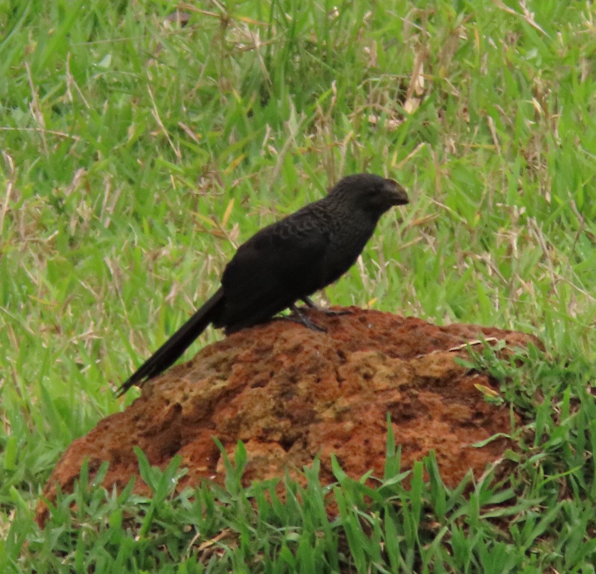 Smooth-billed Ani - ML645232926