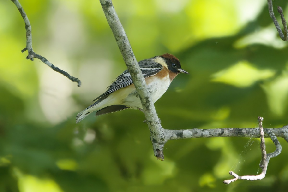 Пісняр-лісовик каштановий - ML645232945