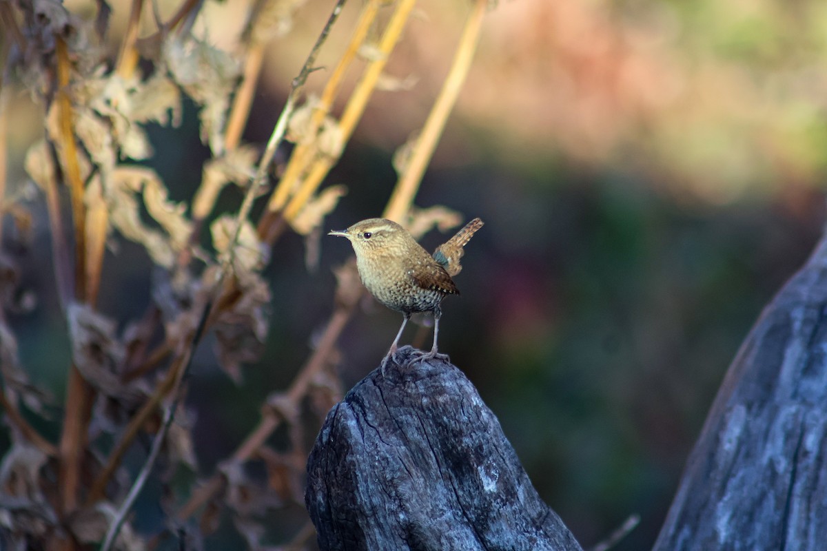 střízlík kanadský - ML645232969