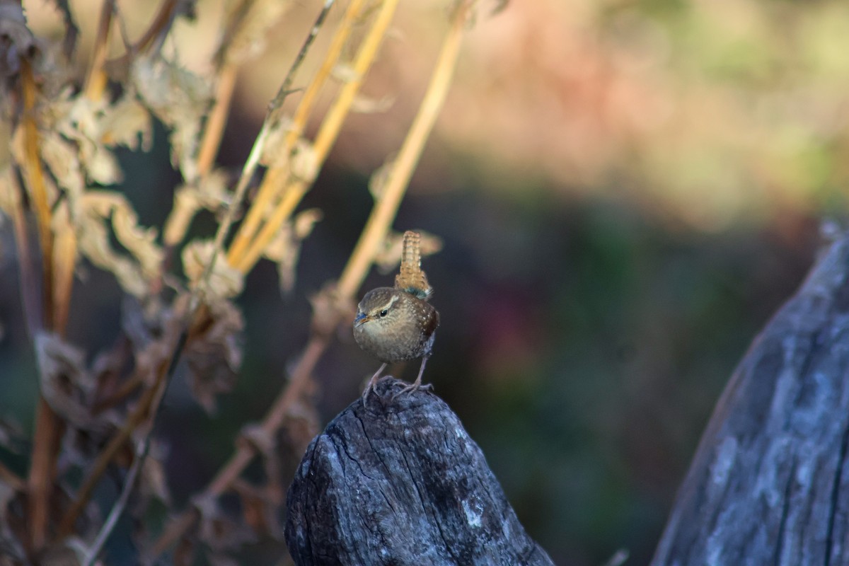 střízlík kanadský - ML645232970