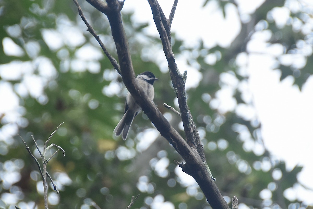 Carolina Chickadee - ML645232985
