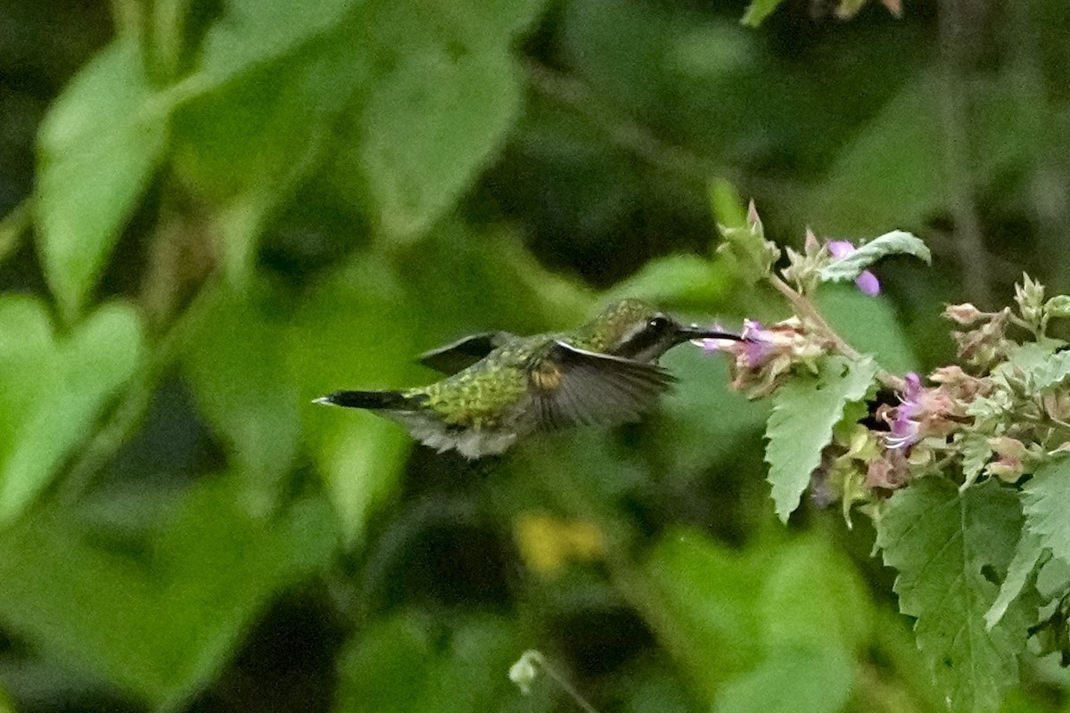 Красноклювый изумруд - ML645232993