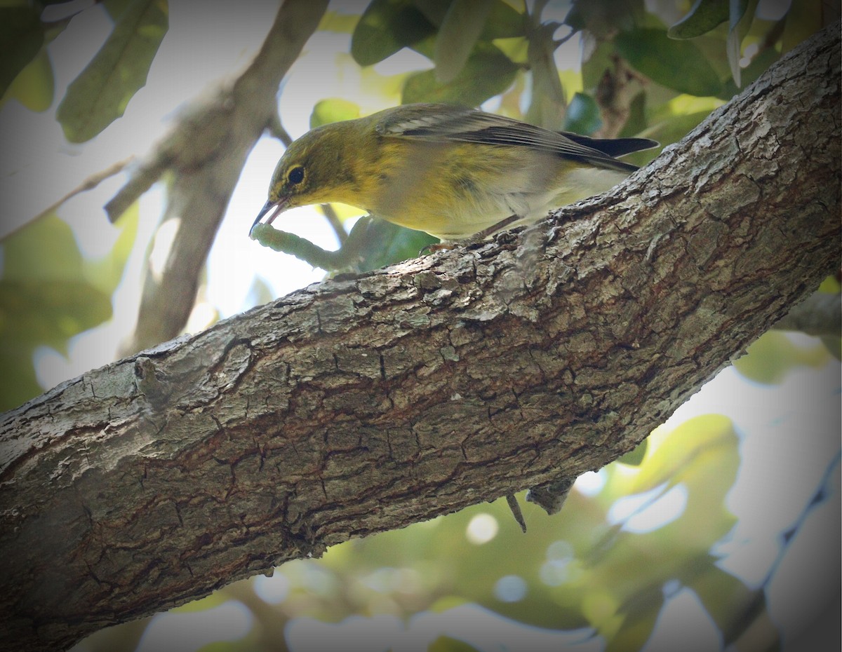 Kiefernwaldsänger - ML645232999