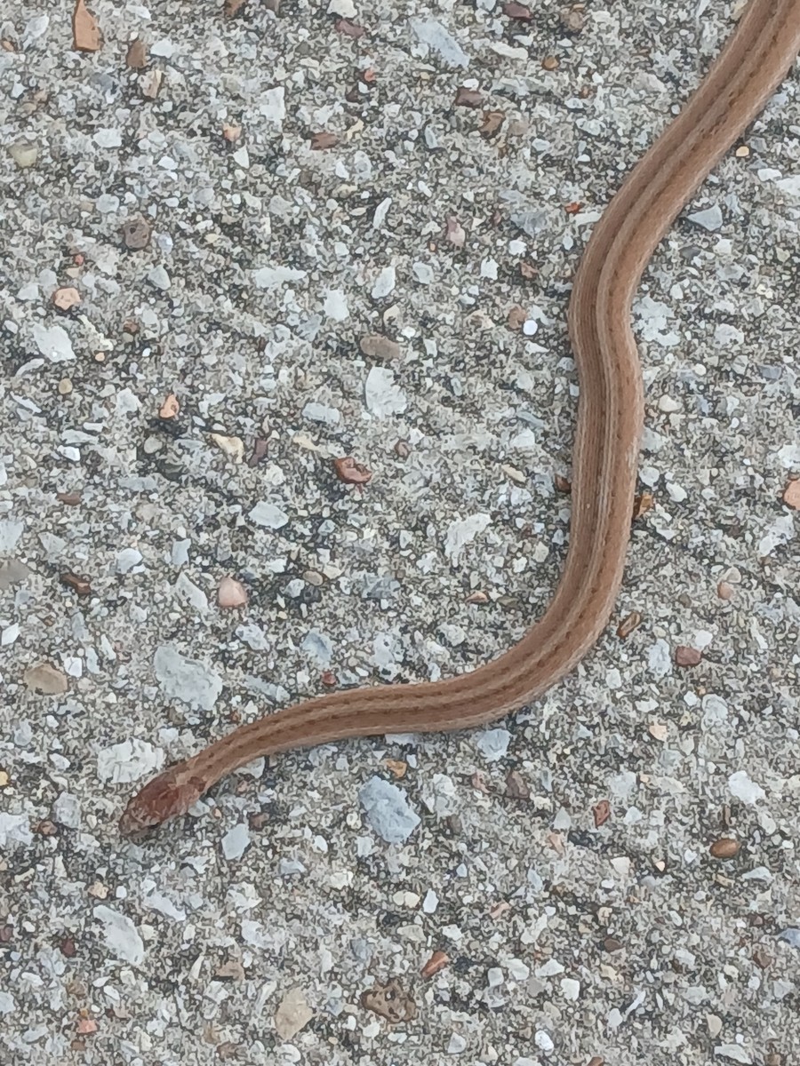 DeKay's Brownsnake - ML645233003