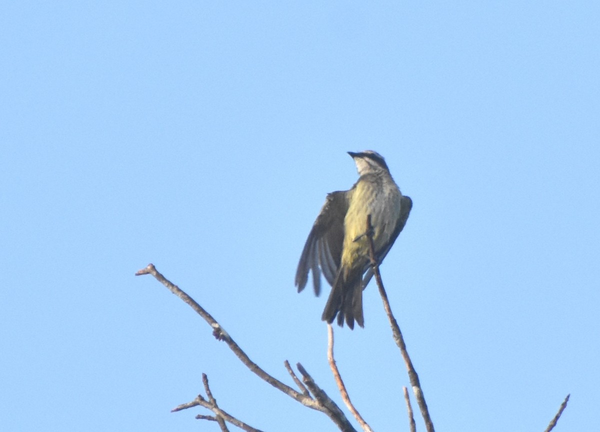 Piratic Flycatcher - ML645233010