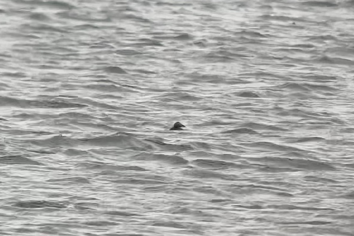 kajka mořská - ML645233014