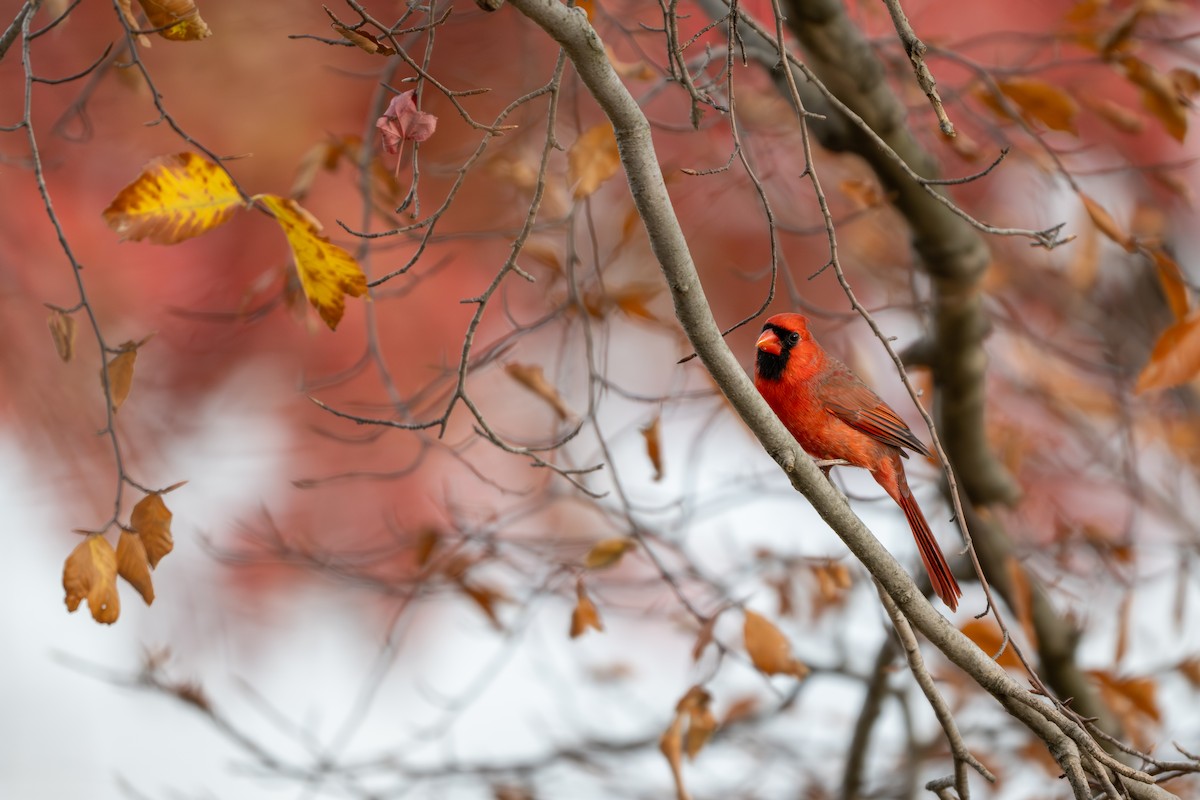 Кардинал червоний - ML645233023
