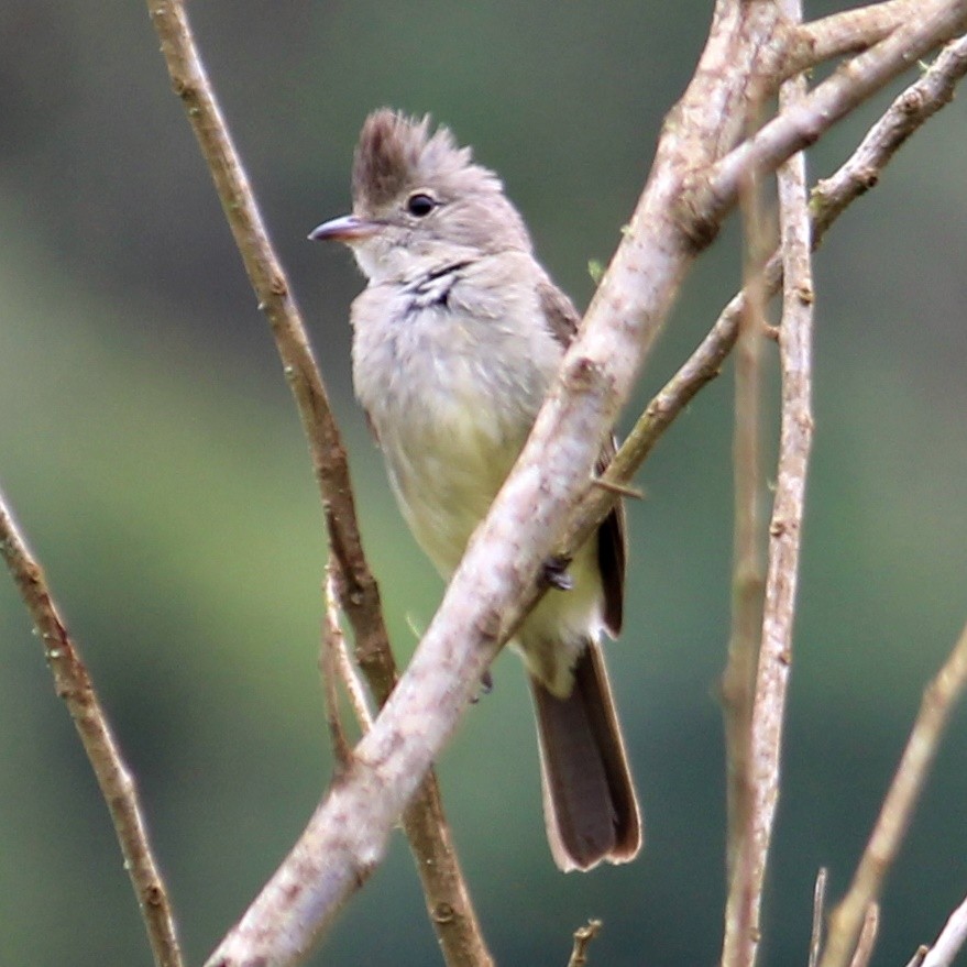 Желтобрюхая эления - ML645233024