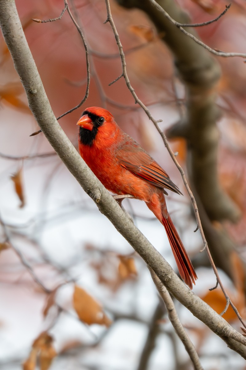 Кардинал червоний - ML645233027