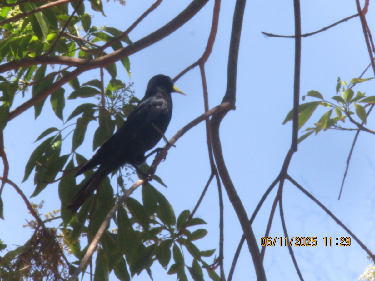 Касик червоногузий - ML645233028