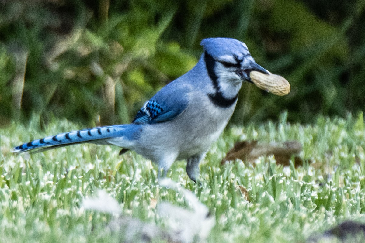 Сизойка блакитна - ML645233029